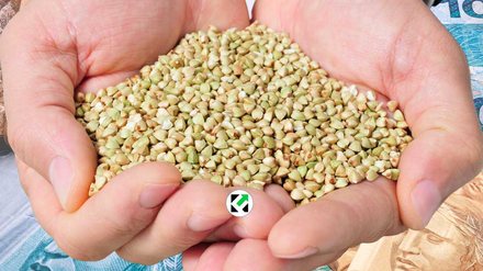 Agronegócio representa 1/4 do PIB no Brasil e tem atraído novos investidores - Canva