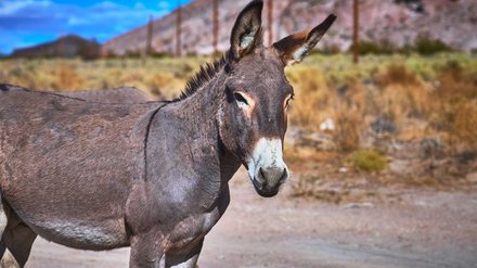 Carne de burro é liberada na Argentina e divide opiniões em meio à crise - Imagem: Reprodução - Edição: Tribuna Financeira