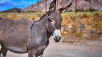 Carne de burro é liberada na Argentina e divide opiniões em meio à crise - Imagem: Reprodução - Edição: Tribuna Financeira
