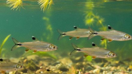 China libera 600 mil salmões para salvar espécie e fortalecer cooperação - Imagem: Reprodução - Edição: Tribuna Financeira