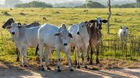 Preços agrícolas sobem com tensão global; entenda o impacto - Imagem: Reprodução - Edição: Tribuna Financeira