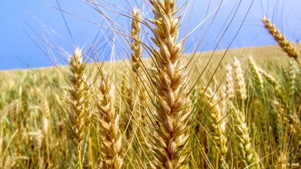 Trigo Hoje: preços sobem no Brasil mesmo com estabilidade em Chicago - Imagem: Reprodução - Edição: Tribuna Financeira