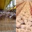 Agronegócio registra nova redução nos custos de produção de aves e suínos