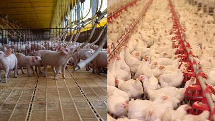 Agronegócio registra nova redução nos custos de produção de aves e suínos