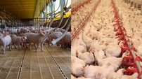 Agronegócio registra nova redução nos custos de produção de aves e suínos - Imagem: Reprodução - Edição: Tribuna Financeira